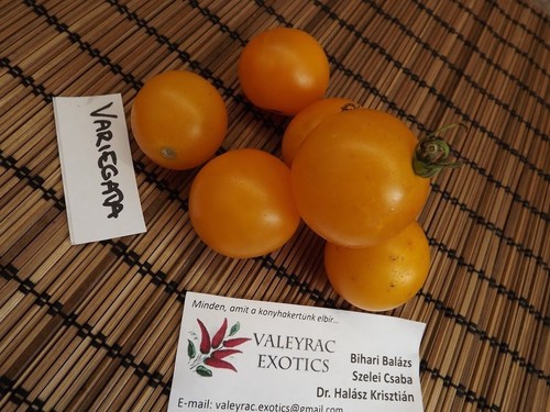 Pomodoro variegato foglia di - a,