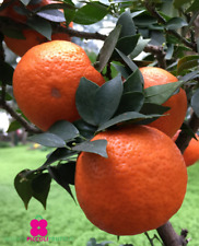 Pianta di CHINOTTO Citrus Myrtifolia  - Pianta in vaso 15 cm - h. 40/50 cm
