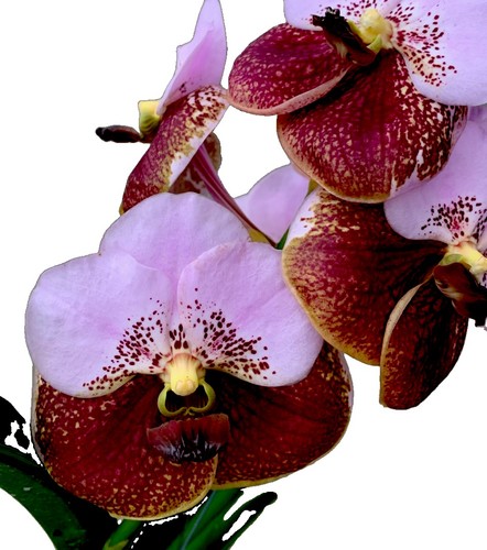 Vanda sanderiana ibrido - , due