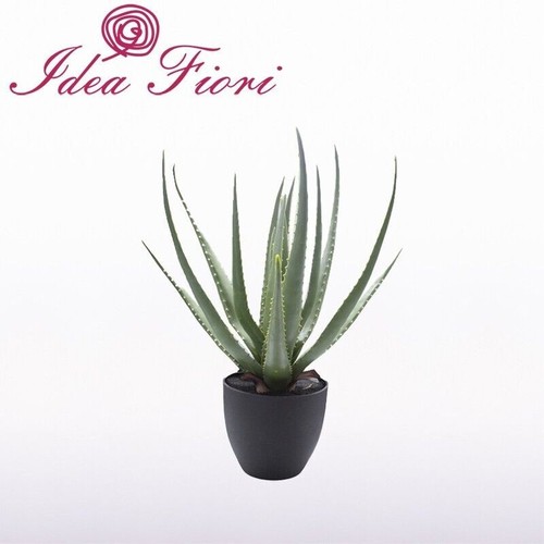 Pianta aloe vera enzo - aloe,