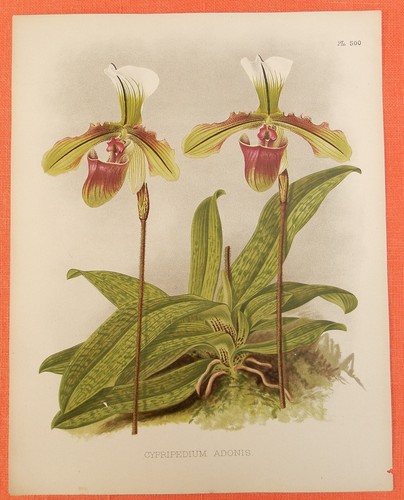 Cypripedium adonis pianta - cypripedium,