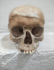 Scheletro Umano Teschio Studio Raro