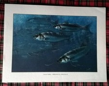 STAMPA CON SPIGOLE E ANGUILLE