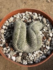 Pelecyphora strobiliformis