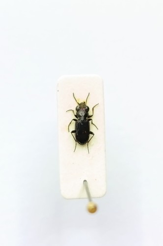 Entomology taxidermy - entomology,