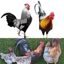 Splendide Decorazioni Pollo