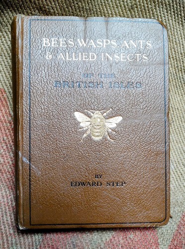Bees wasps ants - bees,