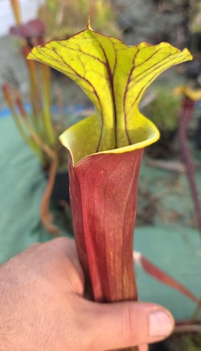 Sarracenia moorei red tube - sarracenia,