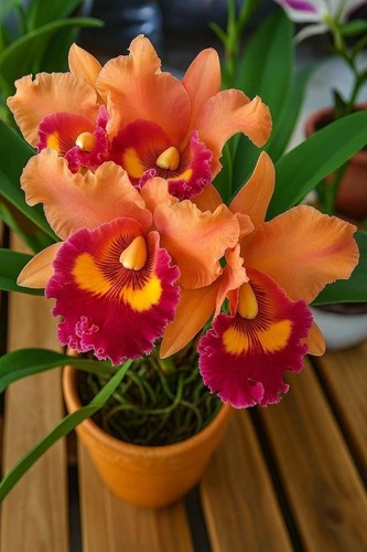 Mustard cattleya orchid bulbs - mustard,