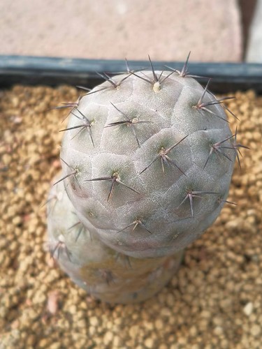 Pianta cactus succulento - di,
