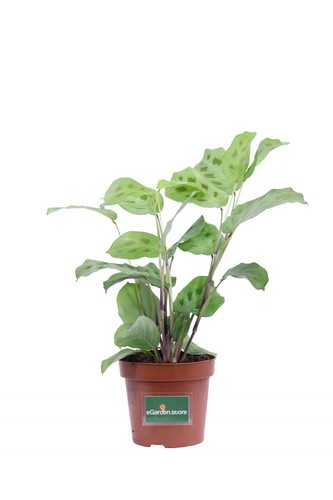 Pianta maranta leuconeura - di,