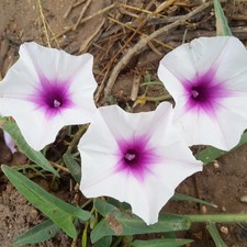 Semi acquatici Ipomoea