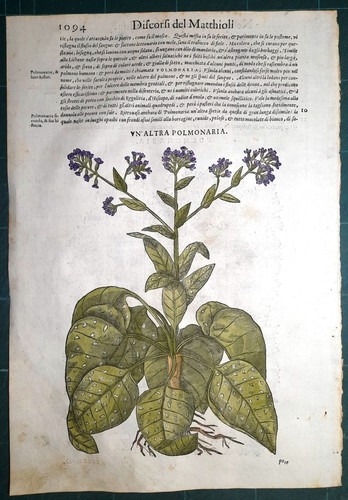 Stampa antica mattioli - stampa,
