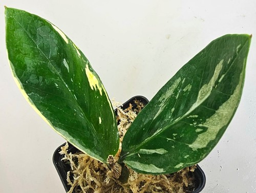 Zamioculcas zamiifolia - zamioculcas,