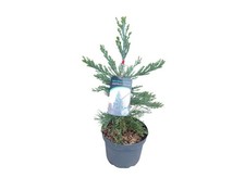Sequoiadendron g. glaucum