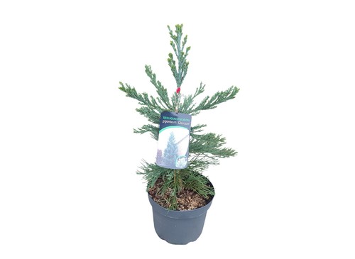 Sequoiadendron glaucum - g.,