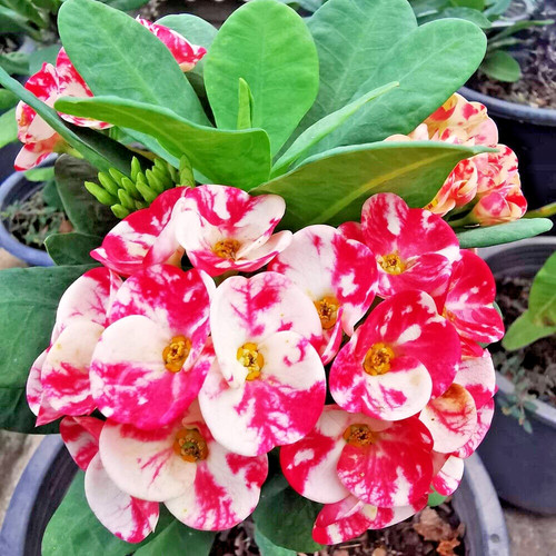 Corona spine pianta di - spine,