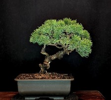 BONSAI DI GINEPRO CINESE