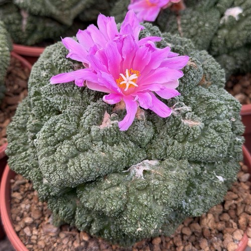 Ariocarpus supergodzilla - ariocarpus,