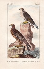 Poiana Aquila Aigle Eagle Buse