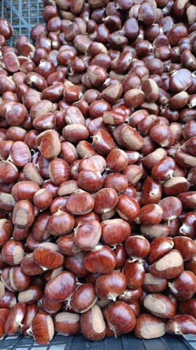 Castagne calabresi 9kg - castagne,