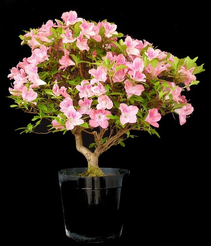 Bonsai azalea giappone - giappone,