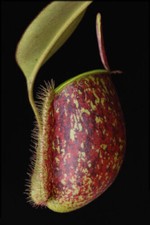 NEPENTHES AMPULLARIA TRICOLOR - PIANTA CARNIVORA, 10 SEMI