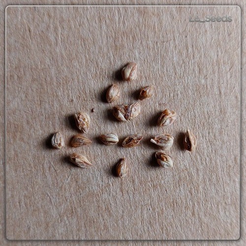 Semi juniperus phoenicea - 15,