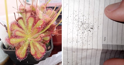 Semi drosera venusta - (20), di