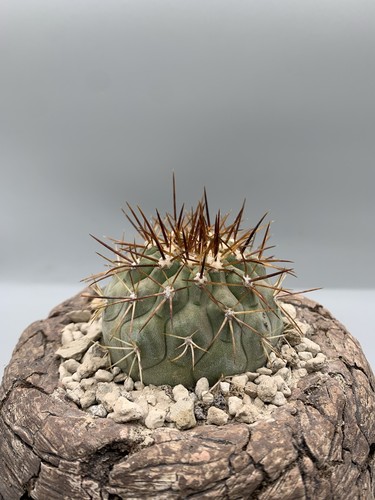 Copiapoa cinerea columna - columna, alba