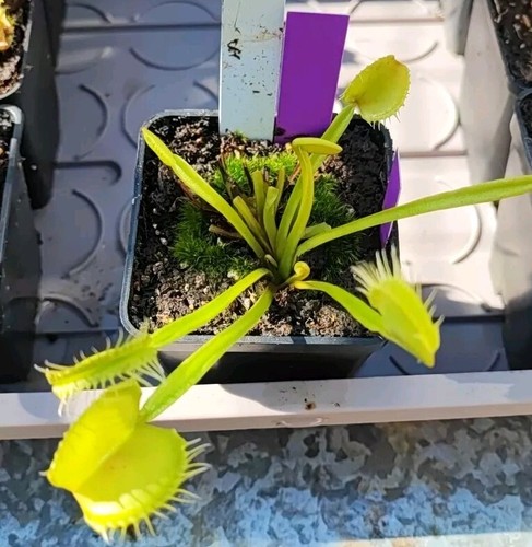 Dionaea muscipula dente - dionaea,