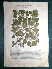 MATTIOLI MATTHIOLI Erbario a