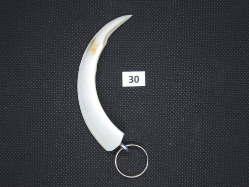 Wild boar tusk pendant no - wild,