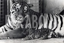 Foto vintage UK, Mamma tigre e uno dei suoi cuccioli, stampa 21x15 cm