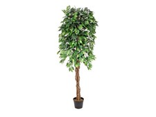 Ficus benjamini multi - ficus,