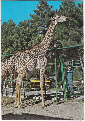 Pistoia giardino zoologico - -,