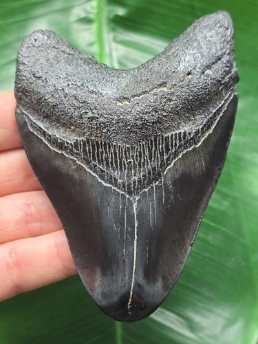 Dente megalodonte lucidato - di,