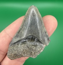 Dente di squalo megalodonte