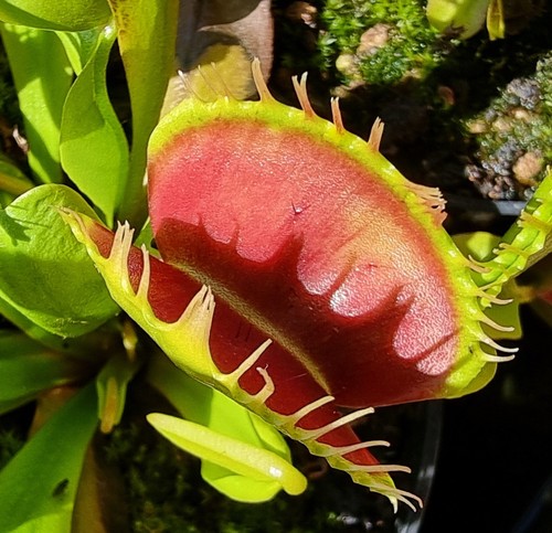 Dionaea muscipula predator - dionaea,