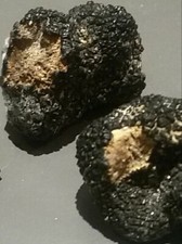 Tartufo nero estivo - nero,