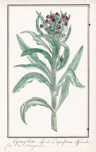 Lingua cane cynoglossum - di,