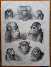 Scimmie Orango Scimpanze Magot