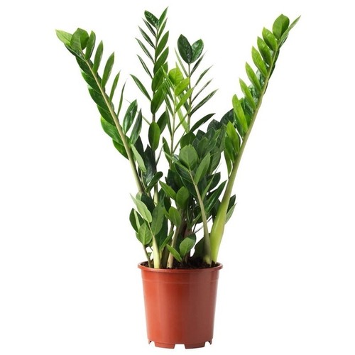 Pianta zamioculcas - pianta,