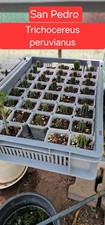 Cactus San Pedro