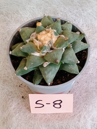 Ariocarpus confusus - ariocarpus,
