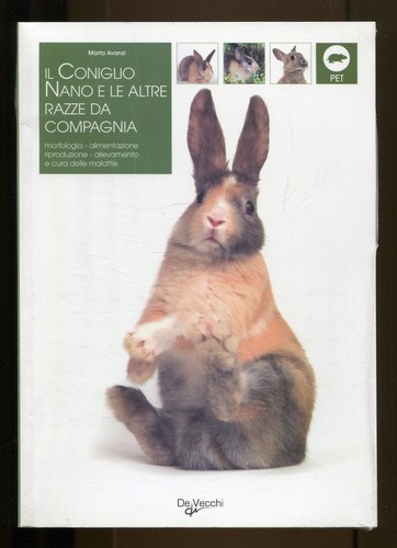 Coniglio nano le - coniglio, e