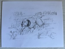 Disegni matita setter - (,