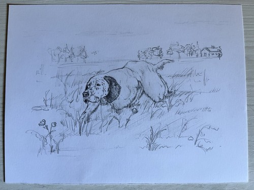 Disegni matita setter - a, (