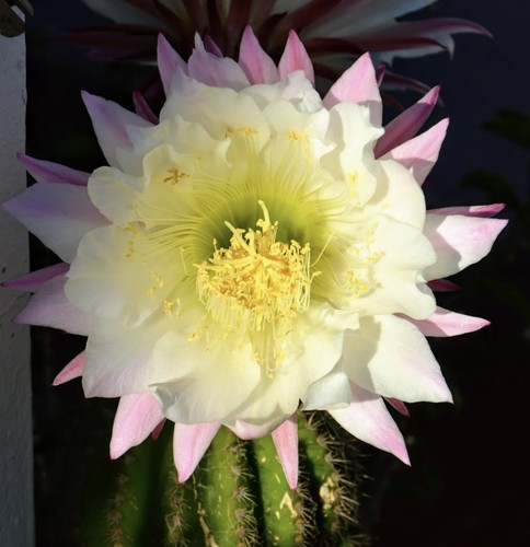 Tri cereus schickendantzii - tri.cereus,
