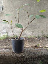 PIANTA DI PLUMERIA POMELIA  IN VASO 25 CM Altezza 70 Cm Frangipane 